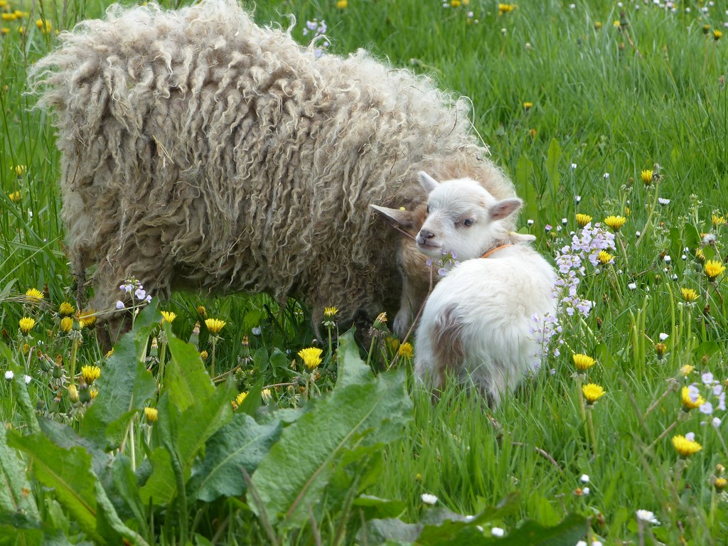 moutons d'Ouessant